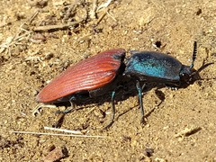 Chalcolepidius rubripennis