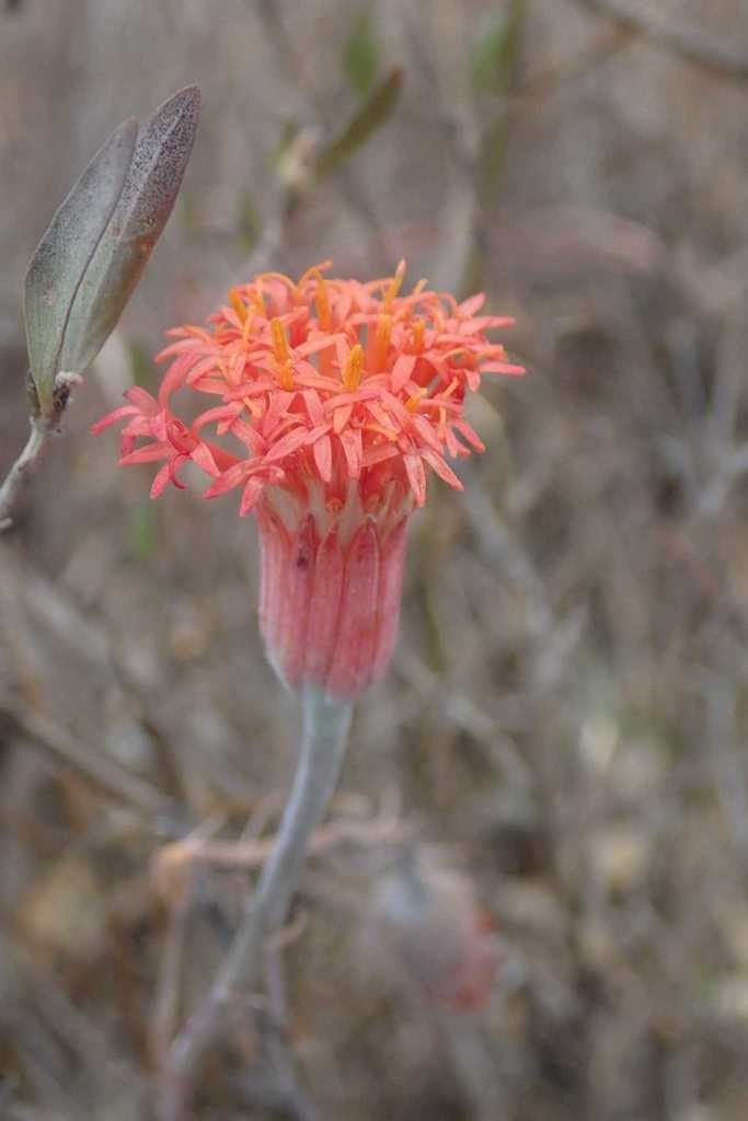 Senecio stapeliiformis 3