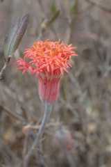 Kleinia stapeliiformis