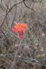 Kleinia stapeliiformis