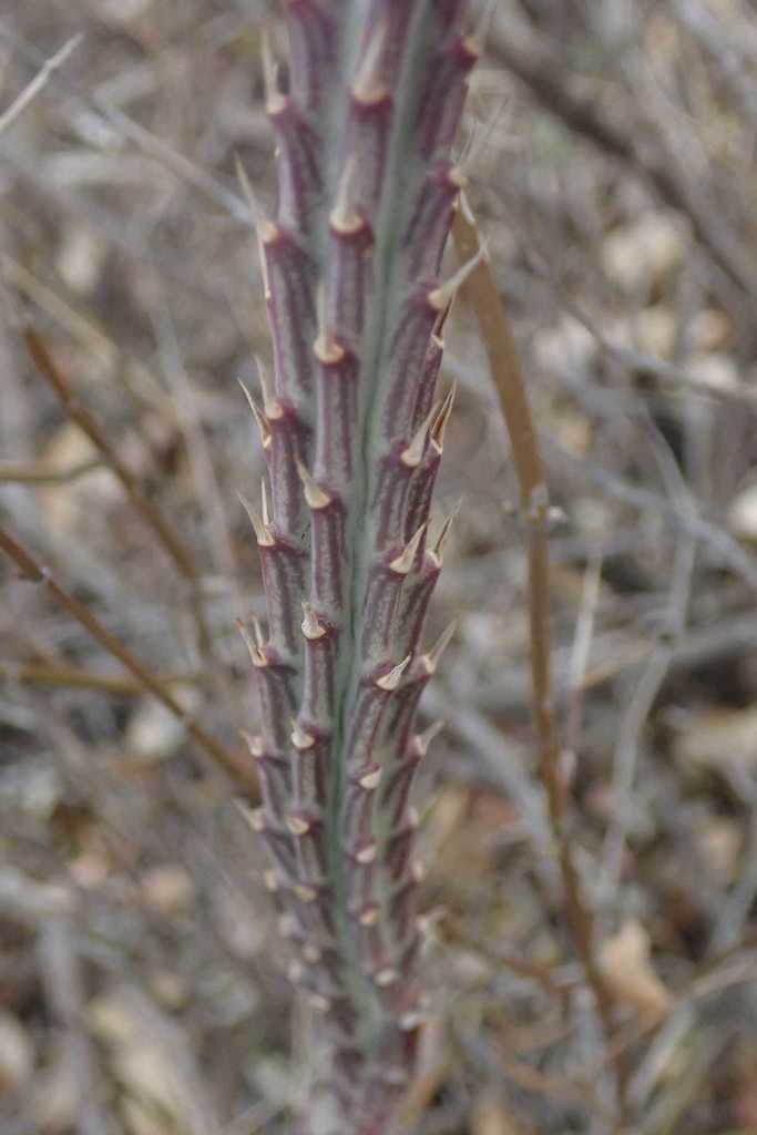 Kleinia stapeliiformis