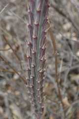 Kleinia stapeliiformis