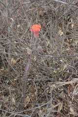 Kleinia stapeliiformis