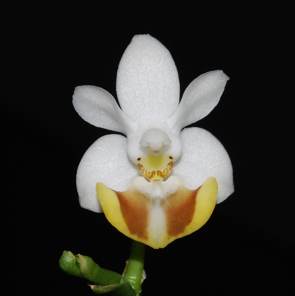 Phalaenopsis lobbii (Phalaenopsis lobbii)