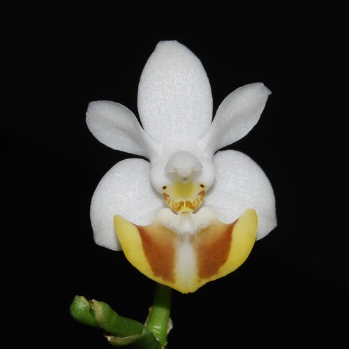 Lobbii Orchid