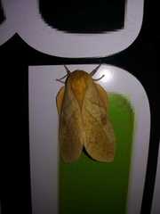 Adeloneivaia