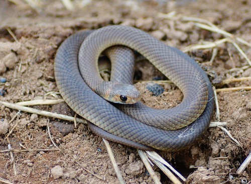 Eastern Brown Snake, photo 6 of 10