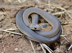 Eastern Brown Snake photo 5