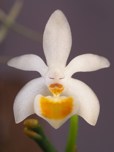 Malipoensis Orchid