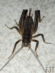 Anabropsis