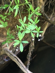 Galium mexicanum