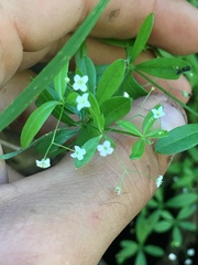 Galium mexicanum