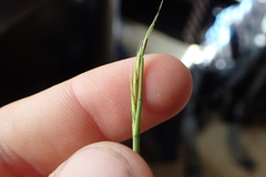 Schizachyrium tenerum