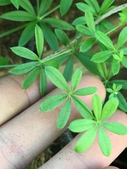 Galium mexicanum