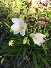 Freesia leichtlinii