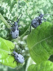 Catorhintha apicalis