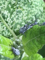 Catorhintha apicalis