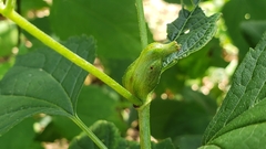 Asphondylia eupatorii