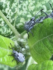 Catorhintha apicalis