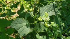 Asphondylia eupatorii