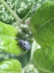 Catorhintha apicalis