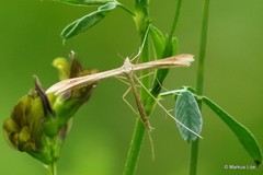 Stenoptilia pterodactyla
