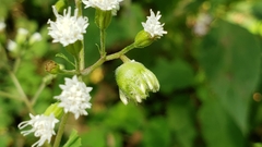 Schizomyia eupatoriflorae