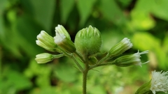 Schizomyia eupatoriflorae