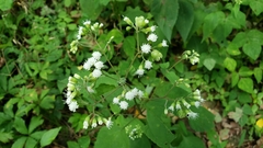 Schizomyia eupatoriflorae