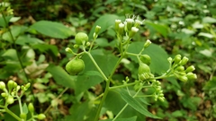 Schizomyia eupatoriflorae