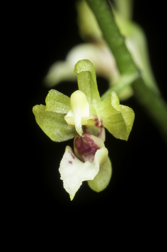 Mirabilis Orchid