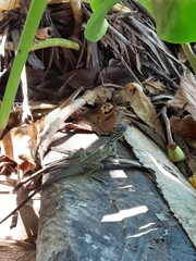 Hydrosaurus pustulatus