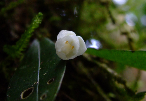 Mysorensis Orchid
