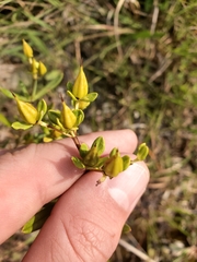 Hypericum kalmianum