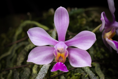 Zhanhuoana Orchid