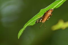 Coladenia indrani