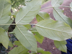 Staphylea pinnata
