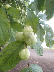 Staphylea pinnata
