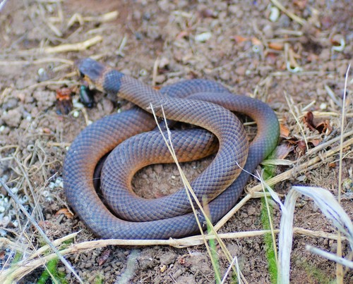 Photo of a Eastern Brown Snake (Pseudonaja textilis)
