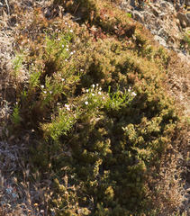 Malacothrix saxatilis implicata