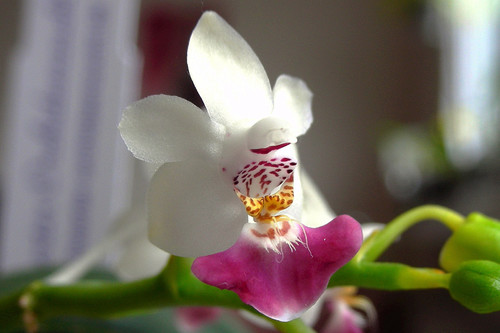 Parishii Orchid