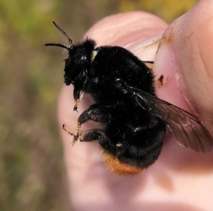 Bombus confusus