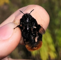 Bombus confusus