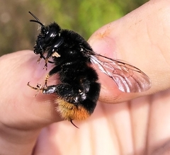 Bombus confusus