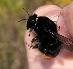 Bombus confusus