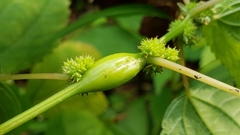 Neolasioptera boehmeriae