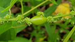 Neolasioptera boehmeriae