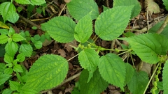 Neolasioptera boehmeriae