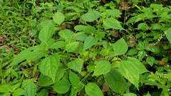 Neolasioptera boehmeriae