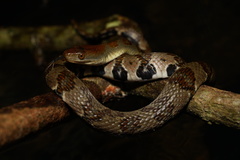 Trimerodytes aequifasciatus